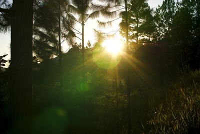 Low angle view of trees in forest