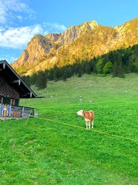 View of a horse on field