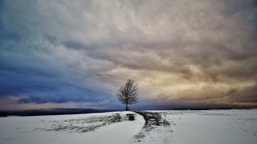 Bare tree on snow covered field against sky