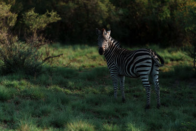 Zebra standing on field