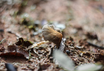 Close-up of mushroom on field
