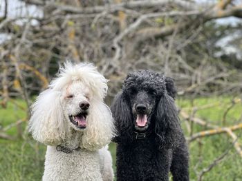 Portrait of dogs