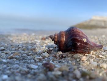 Close-up of shell on rock