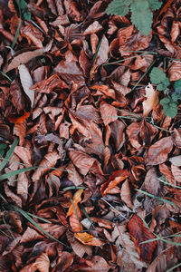 Brown dry leaves in autumn season, autumn colors