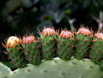 Close-up of cactus growing on plant