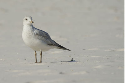 Close-up of bird on beach