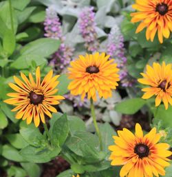 Close-up of yellow flower