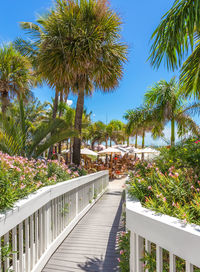 Footpath by palm trees against sky