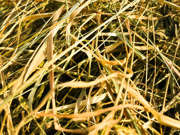 Full frame shot of plants growing on field