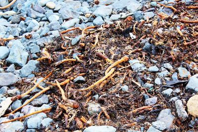 High angle view of twigs and stones on field