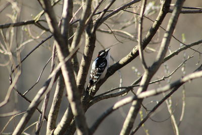 Low angle view of bird perching on branch