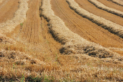 Scenic view of agricultural field
