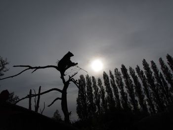 Low angle view of silhouette trees against sky during sunset