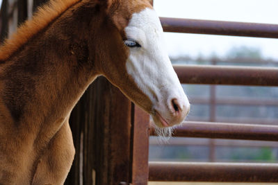 Close-up of horse in stable