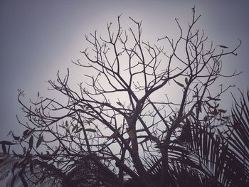 Low angle view of bare tree against clear sky