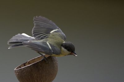 Close-up of bird perching outdoors