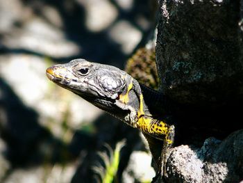 Close-up of black girdled lizard on rocks