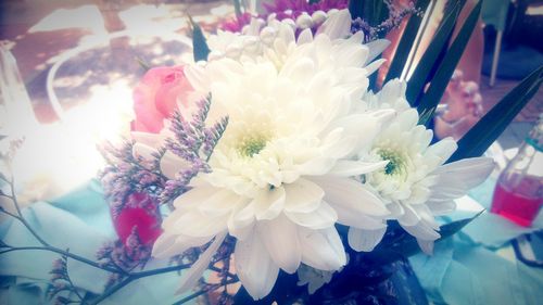 Close-up of white flowers