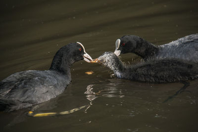 Ducks swimming in lake