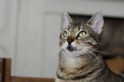 Close-up portrait of cat