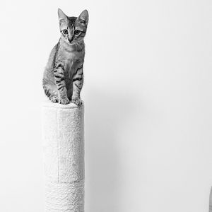 Portrait of cat sitting against white background