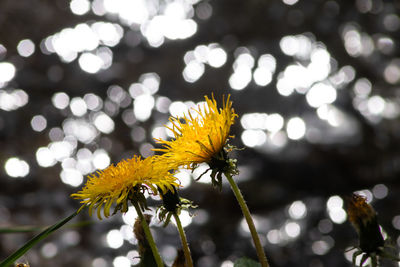 Close-up of yellow flowering plant