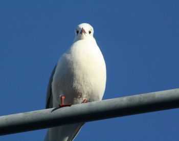 Low angle view of seagull perching against clear blue sky