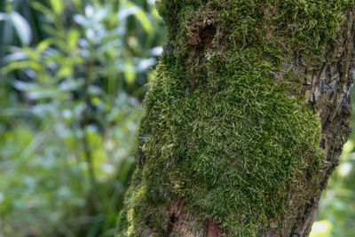 Close-up of moss growing on tree trunk