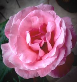 Close-up of pink rose