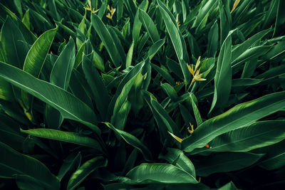 Full frame shot of plants growing on field