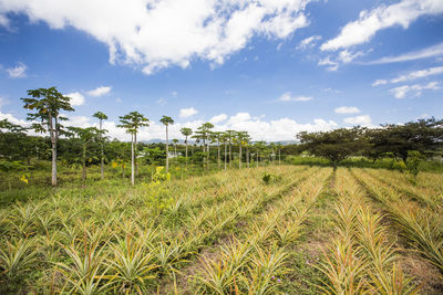 Rows of pineapple and avocado plants planted at small rural farm.