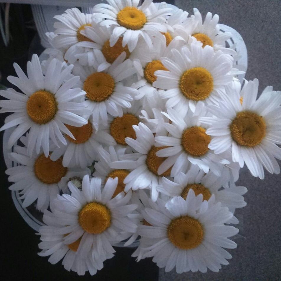 flower, freshness, petal, fragility, flower head, white color, beauty in nature, high angle view, indoors, close-up, nature, daisy, growth, blooming, pollen, abundance, bunch of flowers, directly above, white, no people