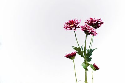 Close-up of pink flowers