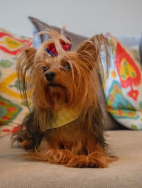 Portrait of a dog at home