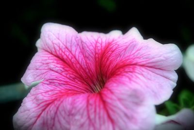 Close-up of pink hibiscus blooming outdoors