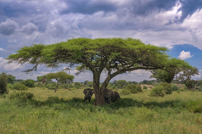 Trees on field against sky with elephant