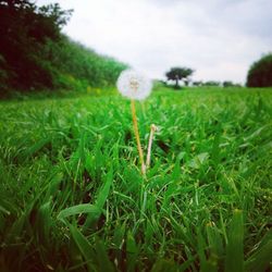 Close-up of plant growing on grassy field