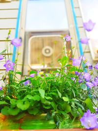 Close-up of purple flowering plants