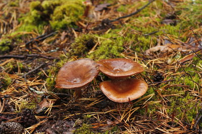 Close-up of mushrooms growing on field