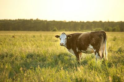 Cows on field against clear sky