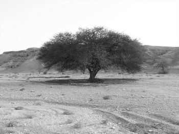 Tree on sand against clear sky