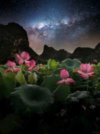 Close-up of pink flowering plants against sky