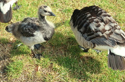 Ducks on a field