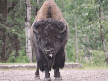 Horse standing in a forest