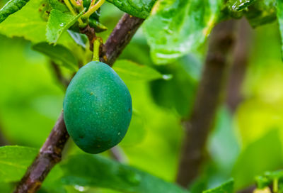 Close-up of fruit growing on tree