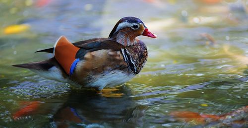 Mandarin duck swimming on lake