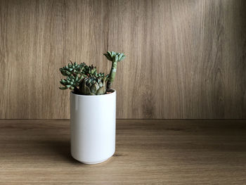 Close-up of potted plant on table