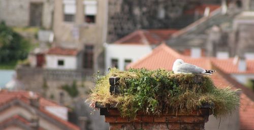 Bird perching on roof