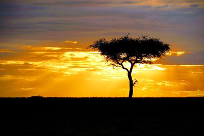 Silhouette tree on field against sky during sunset