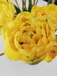 Close-up of yellow flowering plant